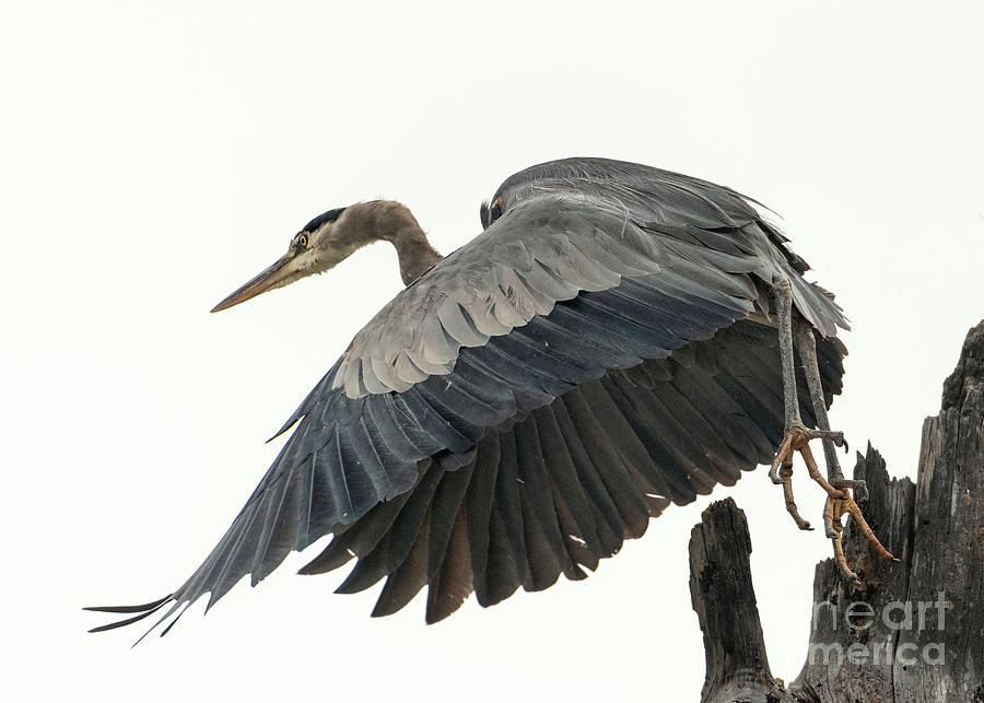 Blue heron in Flight Photograph by Shannon Carson