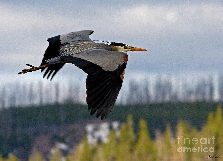 Blue Heron In Flight-Signed-#3687 Photograph by J L Woody Wooden