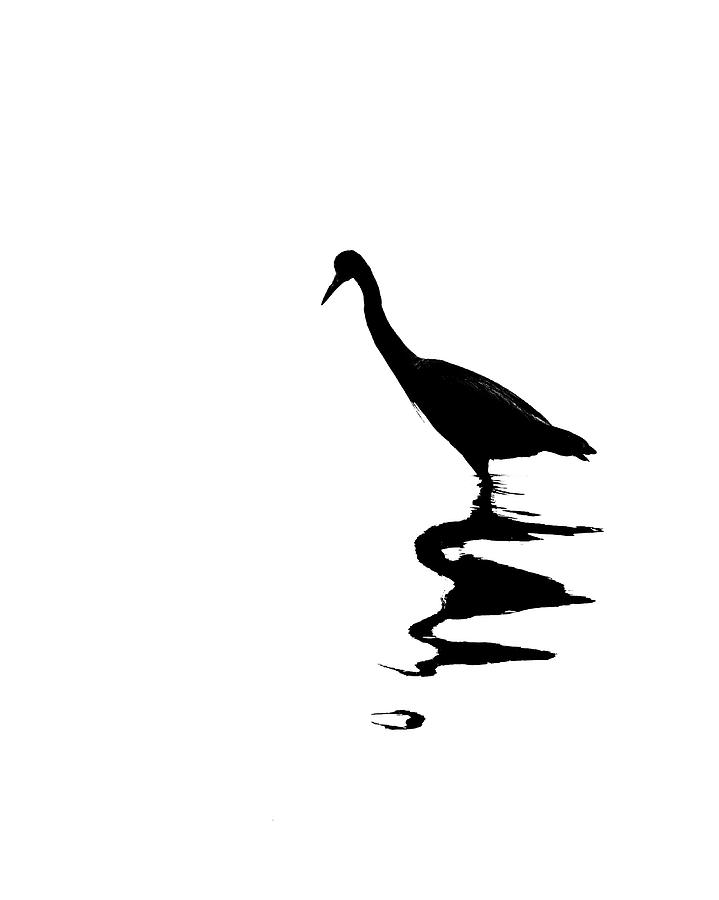 Blue Heron - Silhouette and Reflection Photograph by Mitch Spence