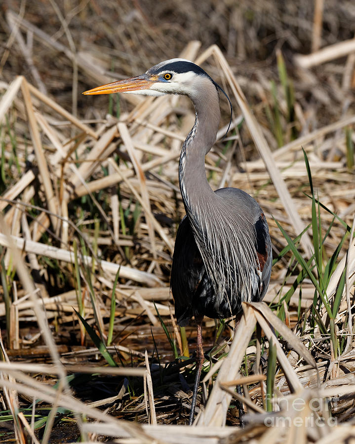 Blue Heron in the Marsh Photograph by Sue Harper - Fine Art America