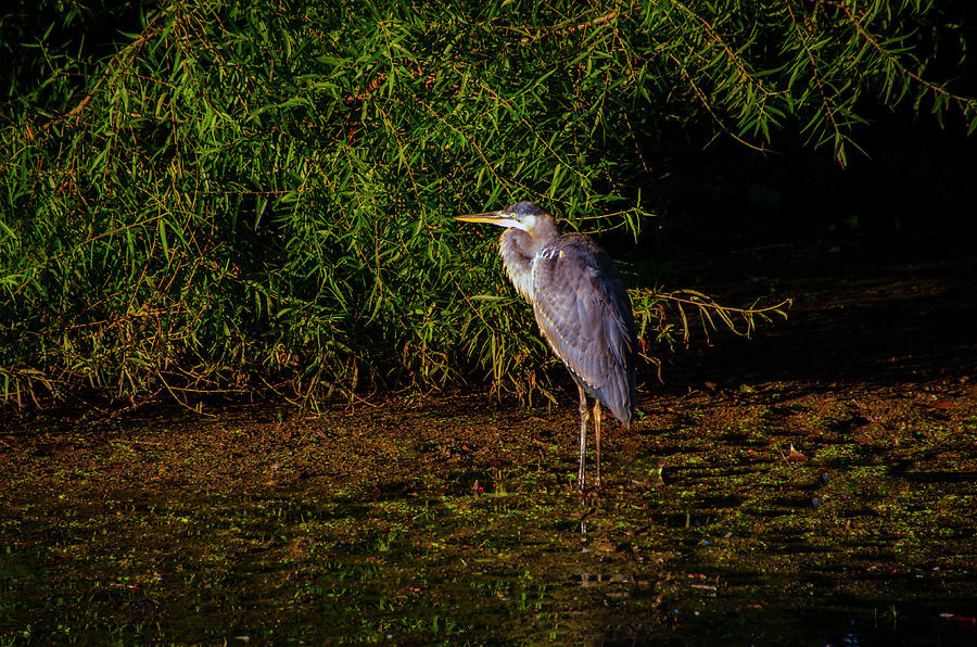 Blue Heron in the Morning Light Photograph by Bill Cannon