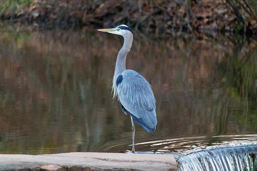 Blue Heron in the Park Photograph by Phil Welsher
