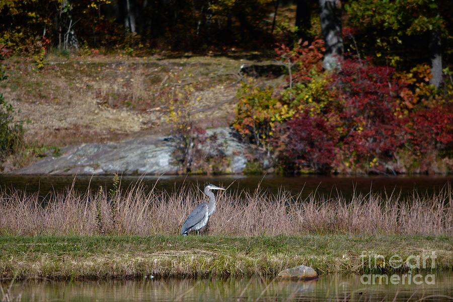 Blue Heron In Watertown Photograph by Dani McEvoy