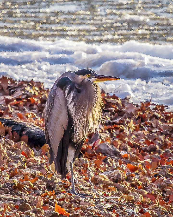 Blue Heron in Winter Photograph by David Wagenblatt