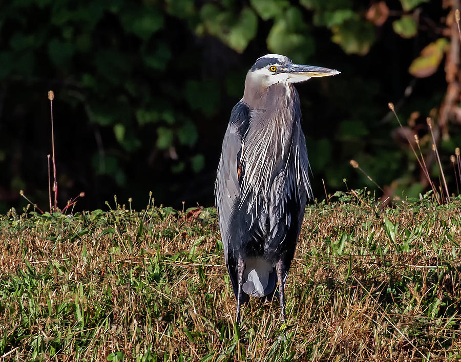 Blue Heron Photograph by Karl Mohr