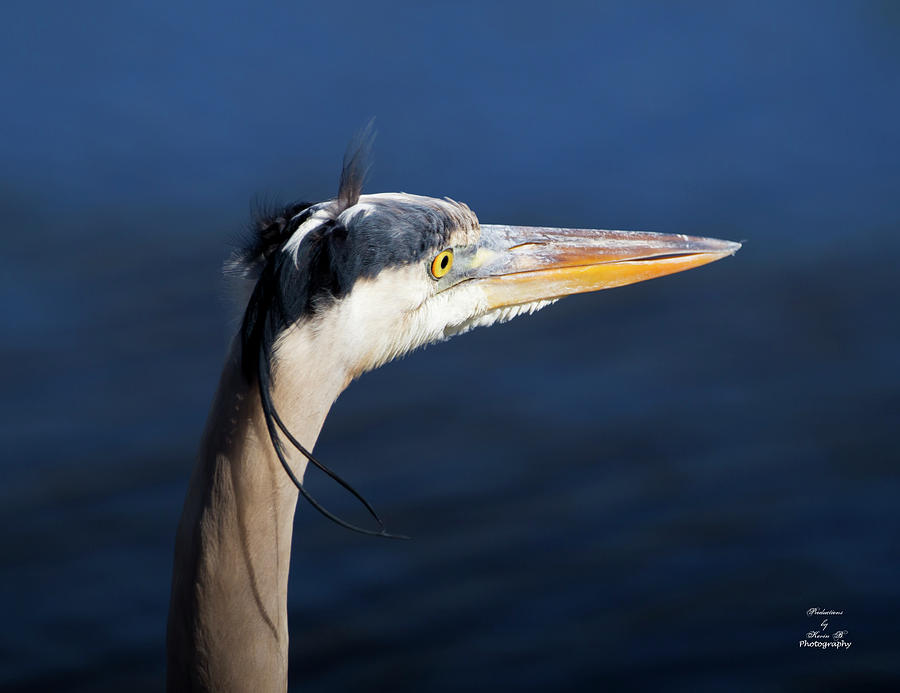 Blue Heron by Kevin Banker Blue Heron by Kevin Banker