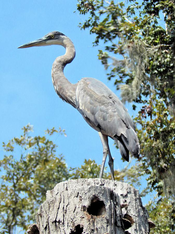 Blue Heron King of the Tree Photograph by Karen Stansberry