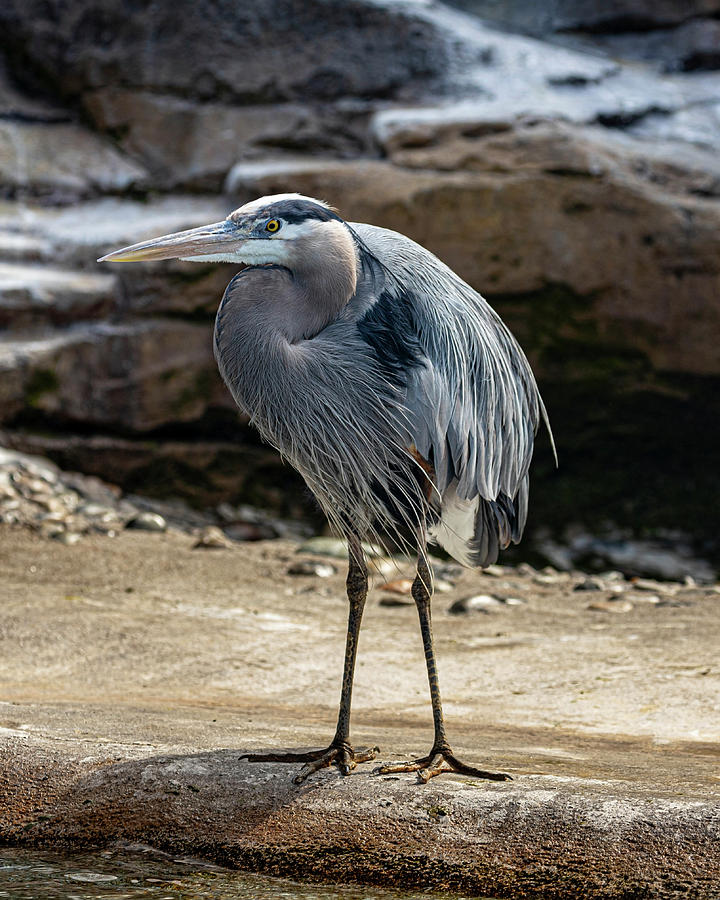 Blue Heron Photograph by Larry Waldon