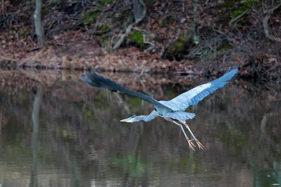 Blue Heron Lift Off Photograph by Phil Welsher