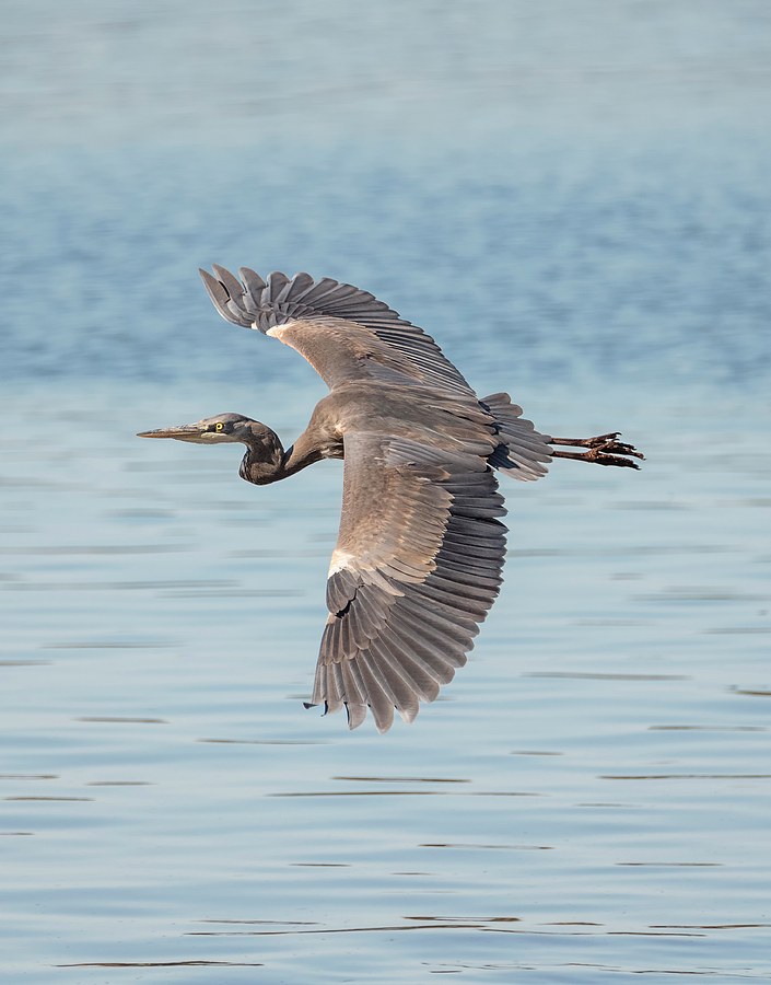 Blue Heron Moving On Photograph by Loree Johnson