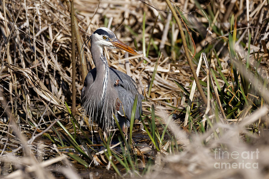 Blue Heron on the Hunt by Sue Harper Blue Heron on the Hunt by Sue Harper