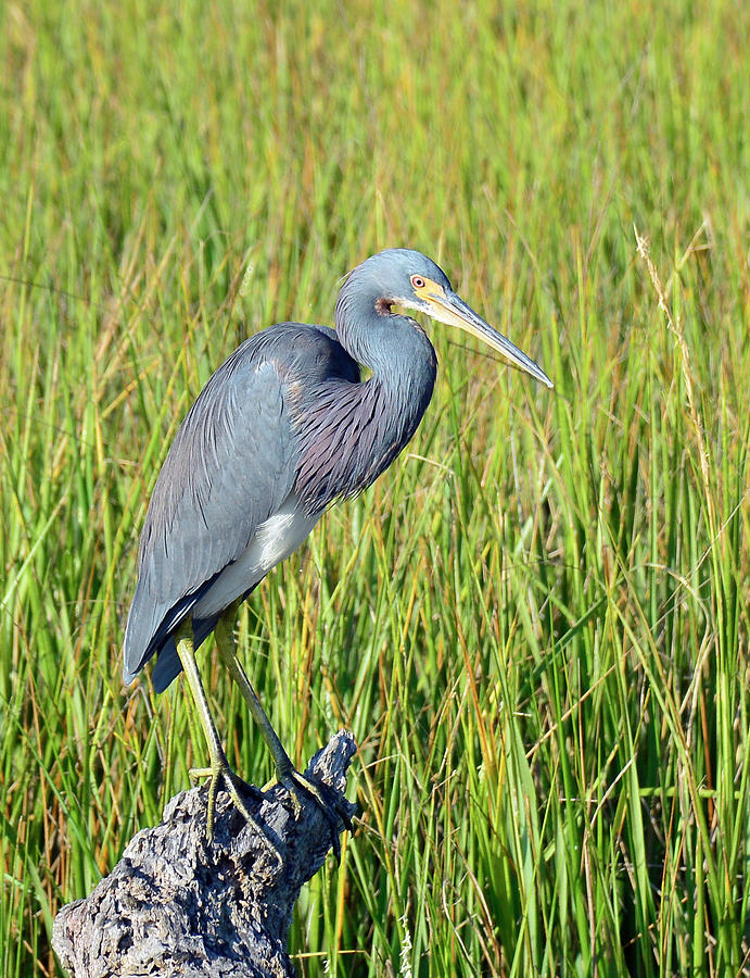 Blue Heron on the Lookout Photograph by Bruce Gourley