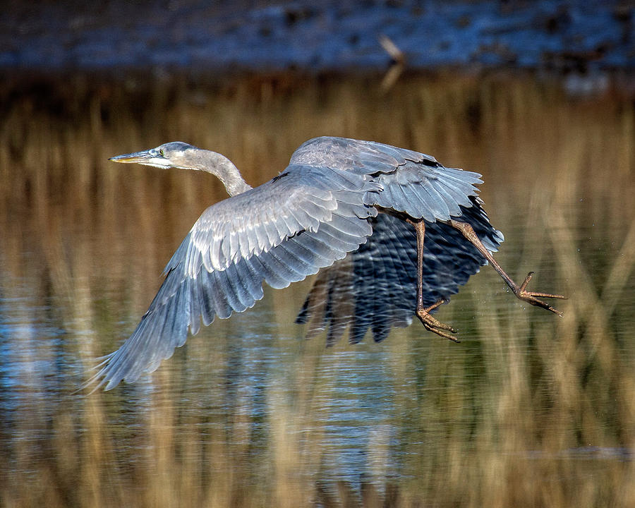 Blue Heron on Water Photograph by Alan Raasch