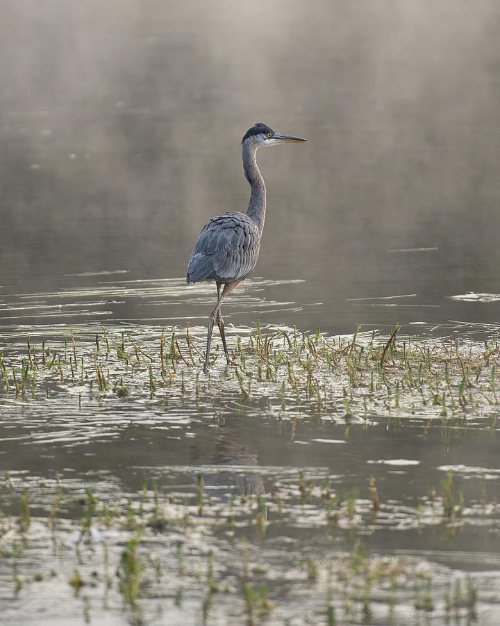Blue Heron Photograph by Phil Abrams