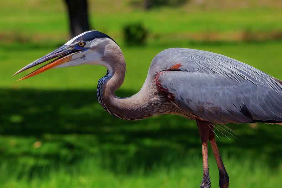 Blue Heron profile by Kevin Banker Blue Heron profile by Kevin Banker