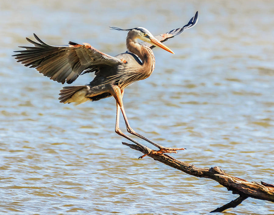 Blue Heron by Richard Kopchock Blue Heron by Richard Kopchock