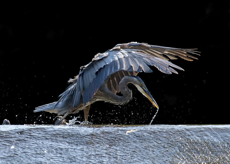 Heron Photograph - Blue Heron Searching For Food by Jane