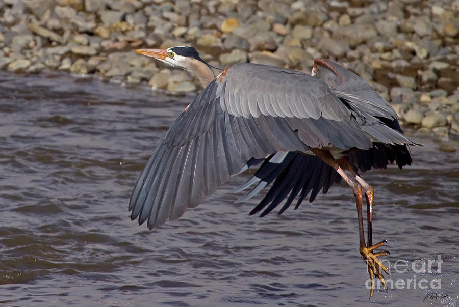 Blue Heron-Signed-#0701 Photograph by J L Woody Wooden