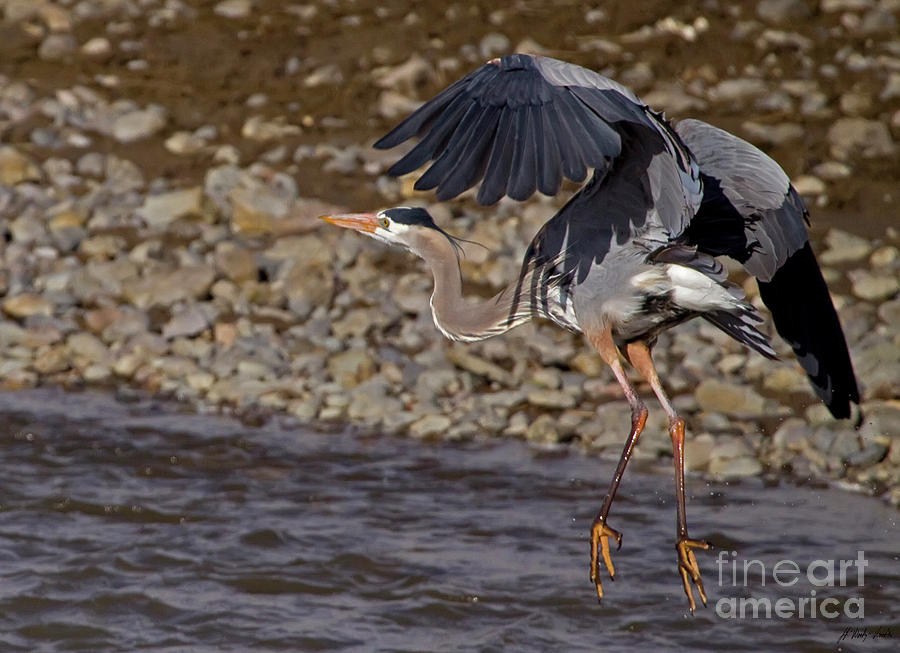 Blue Heron-Signed-#0703 Photograph by J L Woody Wooden