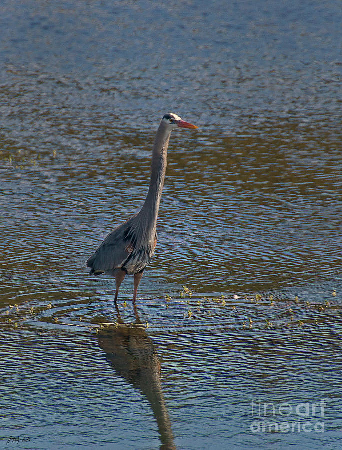 Blue Heron-Signed-#3796 Photograph by J L Woody Wooden