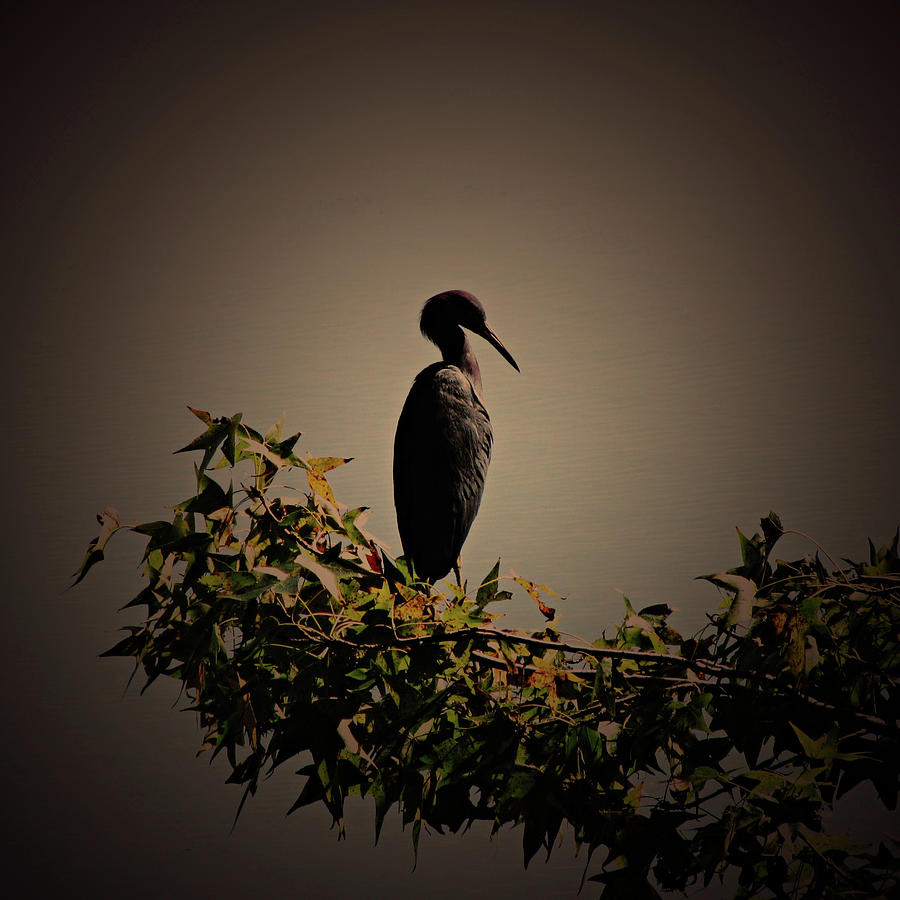 Blue Heron Standing Alone Photograph by Daniela Duncan