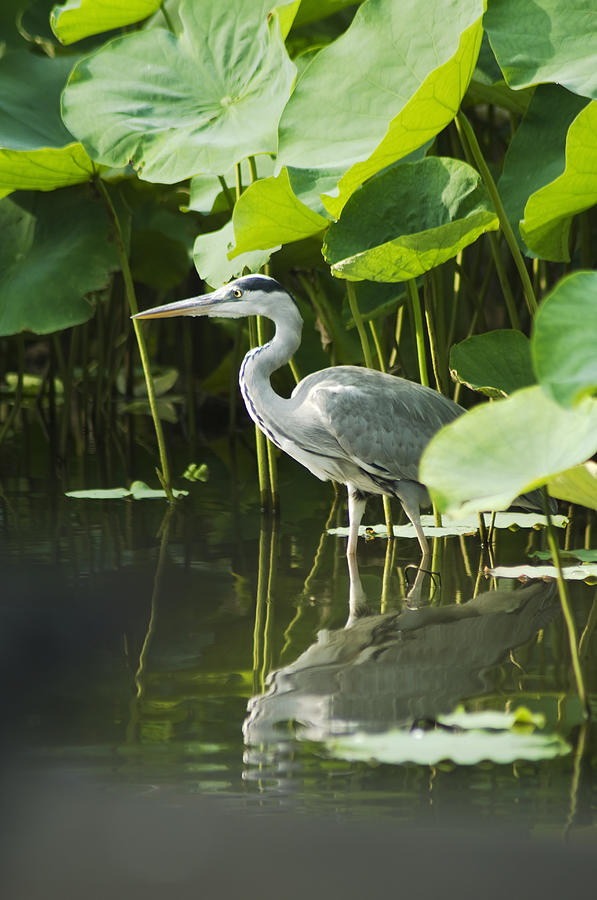 Blue Heron Standing In Lotus Pond Photograph by Wataru Yanagida