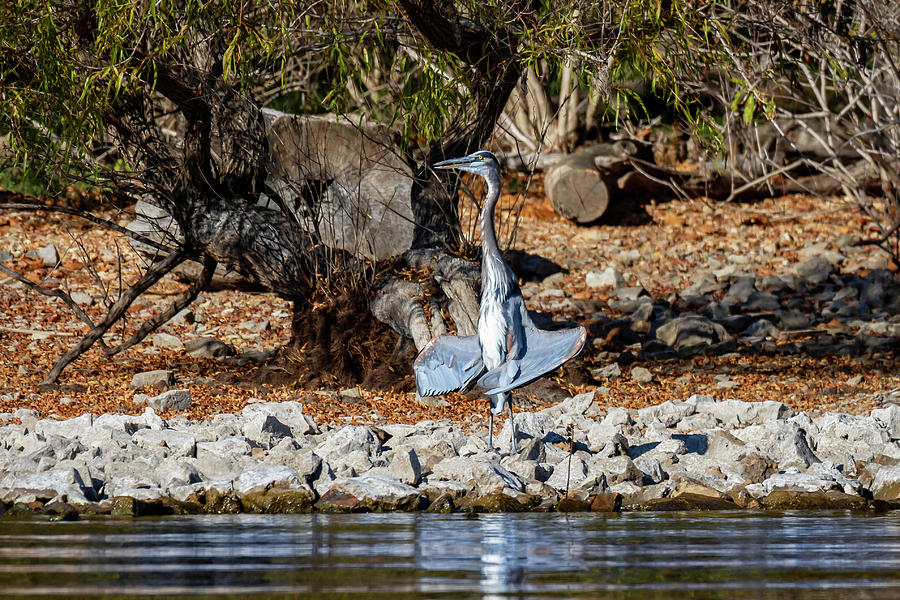 Blue Heron Sunning Photograph by David Wagenblatt