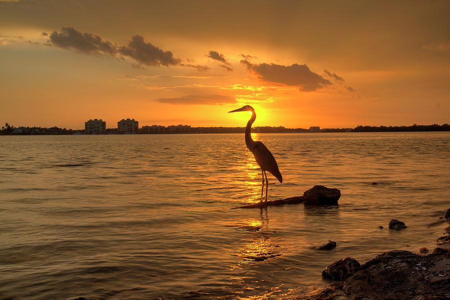 Blue Heron Sunset Marco Island Photograph by Joey Waves