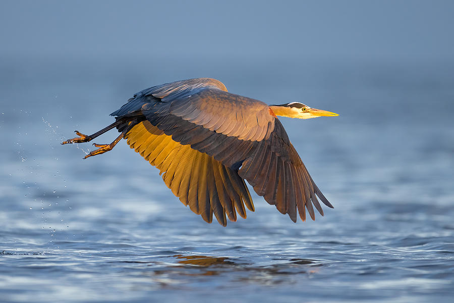 Blue Heron Photograph by Tony Xu