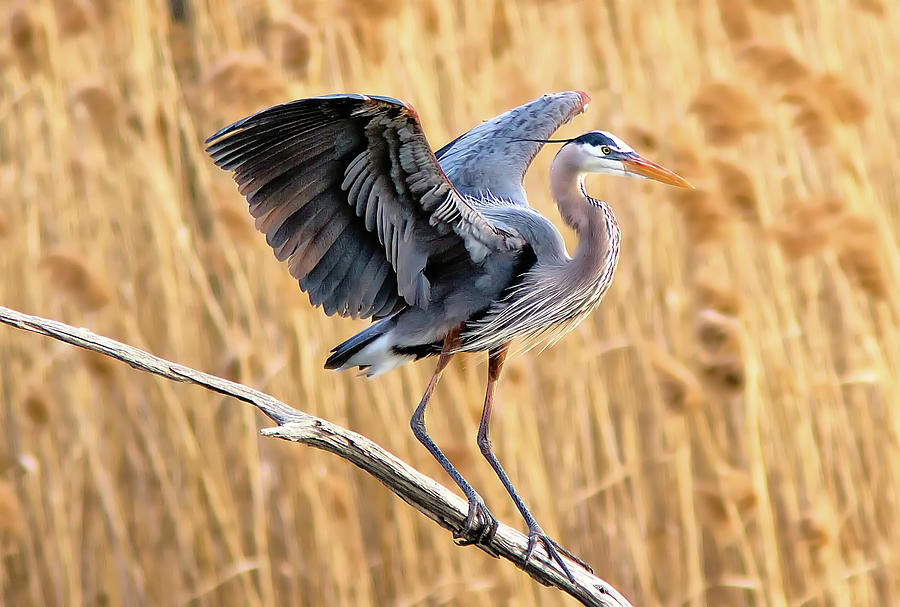 Blue Heron Photograph by Vladimir Naumoff