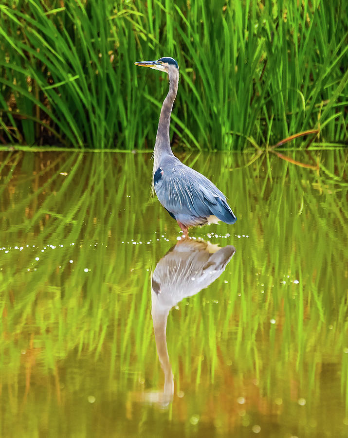 Blue Heron Wading Reflection by Dan Sproul Blue Heron Wading Reflection by Dan Sproul