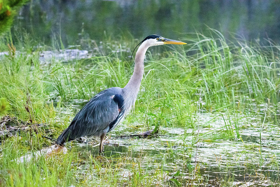 Blue Heron Photograph by Zach Hall - Pixels