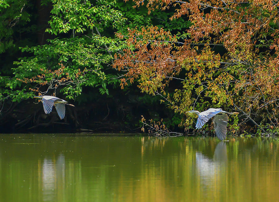 Blue Herons by Chris Busch Blue Herons by Chris Busch