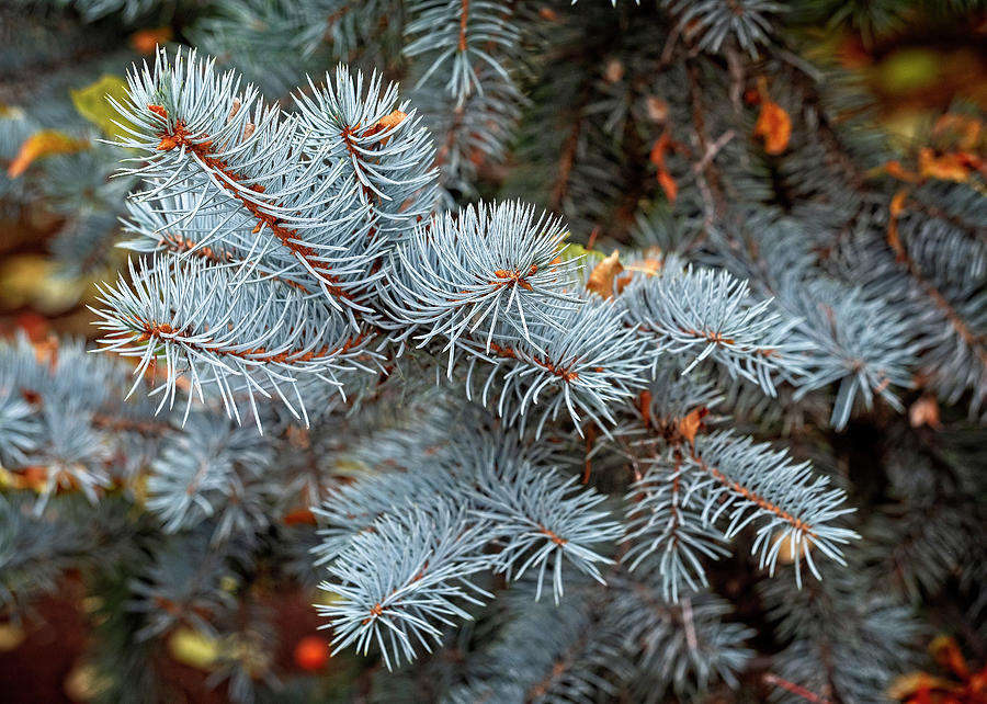 Blue Horizon Spruce Photograph by Catherine Reading