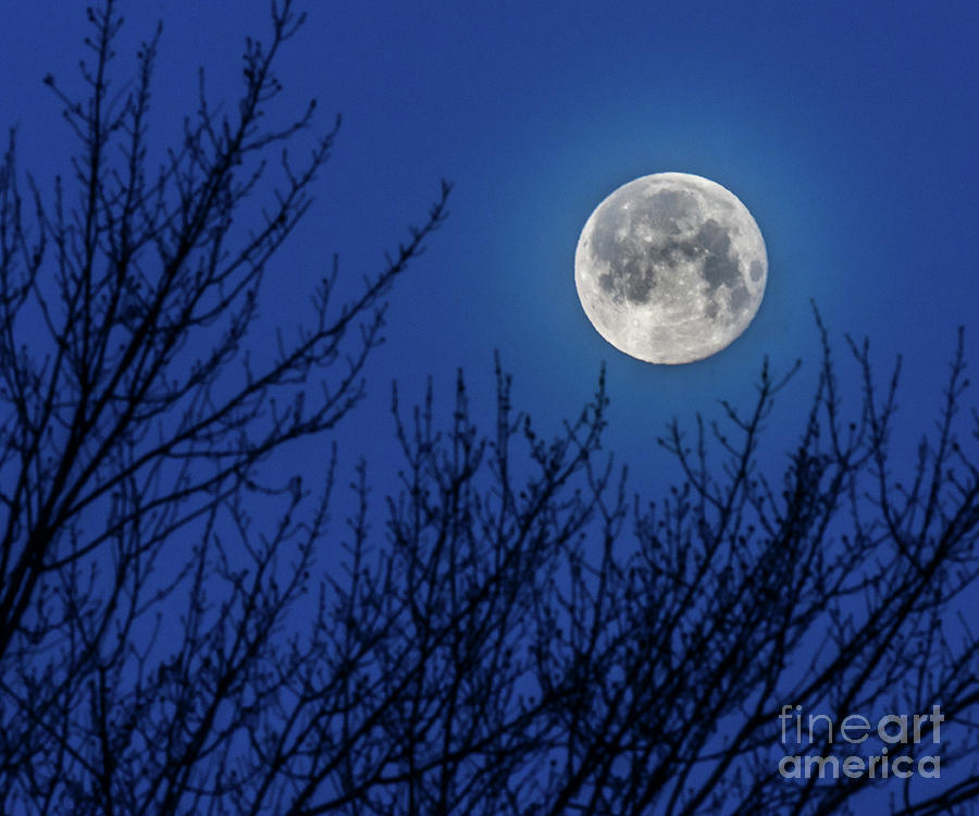 Blue Hour Moon Photograph