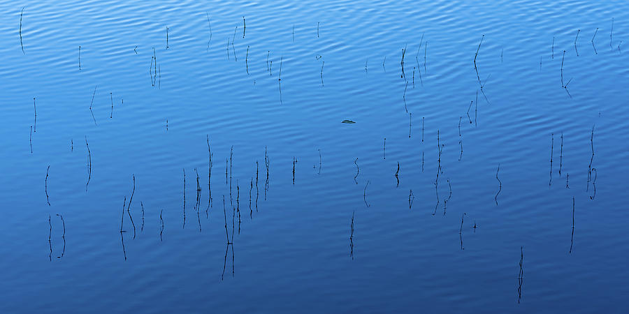 Blue Hour Reeds on a Pond Photograph by William Dickman