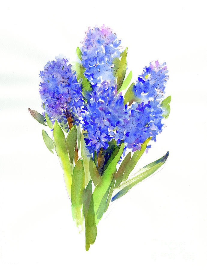 Blue Hyacinth, 2014 Watercolor Painting by John Keeling
