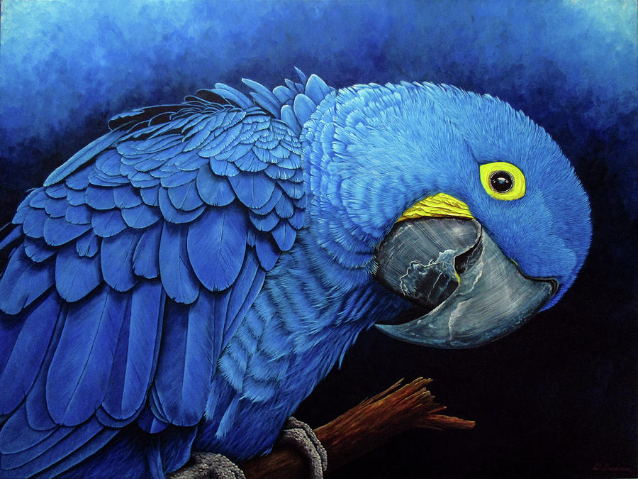 Blue Hyacinth Macaw Portrait Painting by Debra Dickson