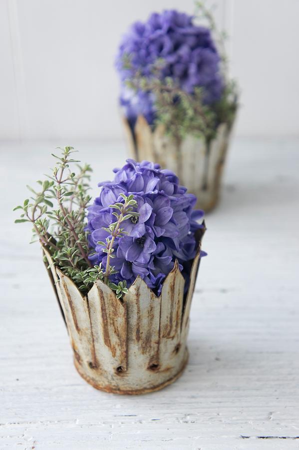 Blue Hyacinths And Thyme In Rusty Metal Crowns Photograph by Martina Schindler