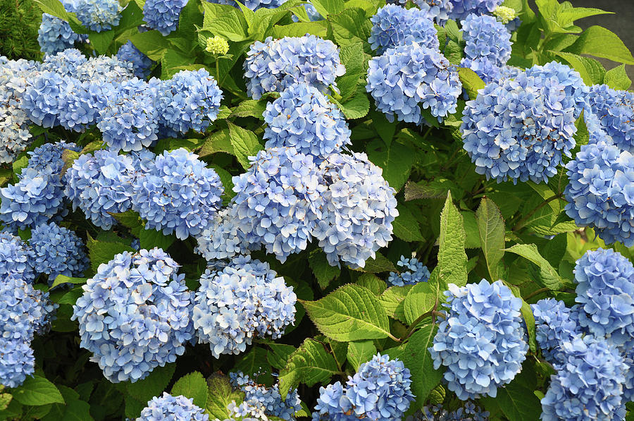 Blue Hydrangea Photograph by Colleen English - Fine Art America