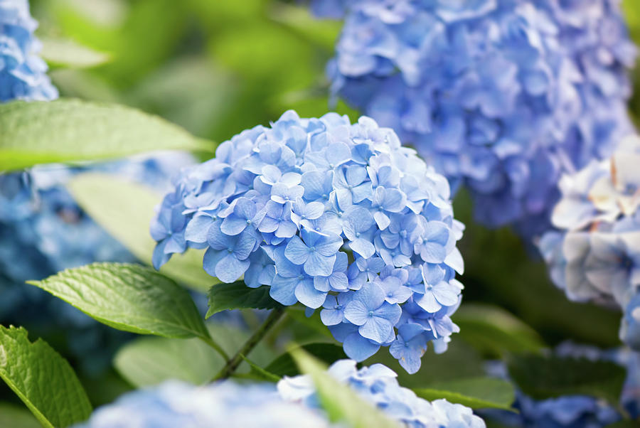 Blue Hydrangea - Floral Art Photograph by Ashira Vision - Fine Art America