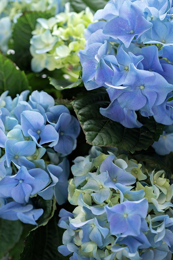 Blue Hydrangea Flowers Photograph by Cecilia Mller
