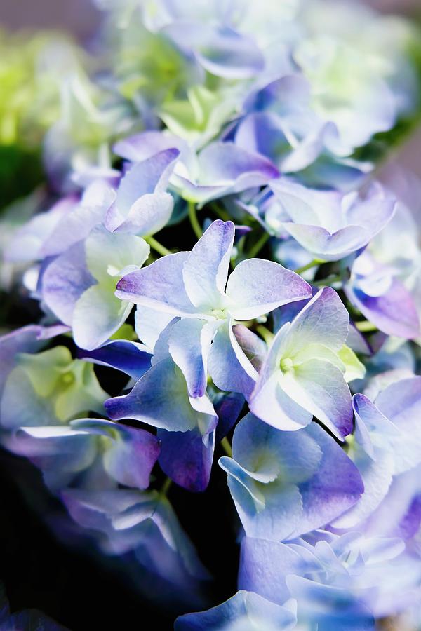Blue Hydrangea Flowers close-up Photograph by Sporrer/skowronek