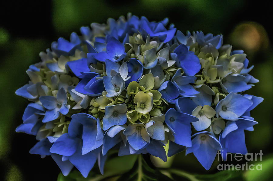 Blue Hydrangea by Julie Chambers Blue Hydrangea by Julie Chambers