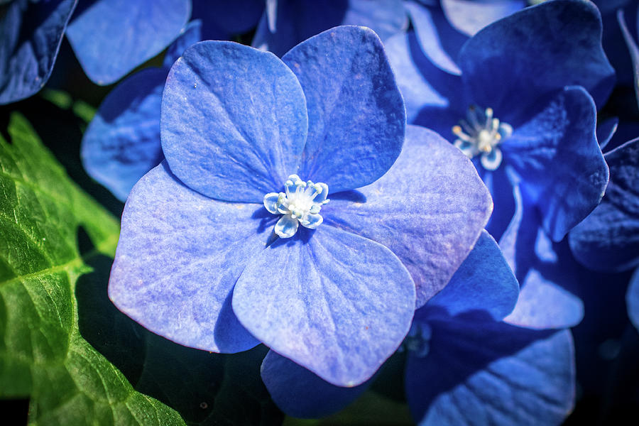 Blue Hydrangea Macro Photograph by Mary Ann Artz