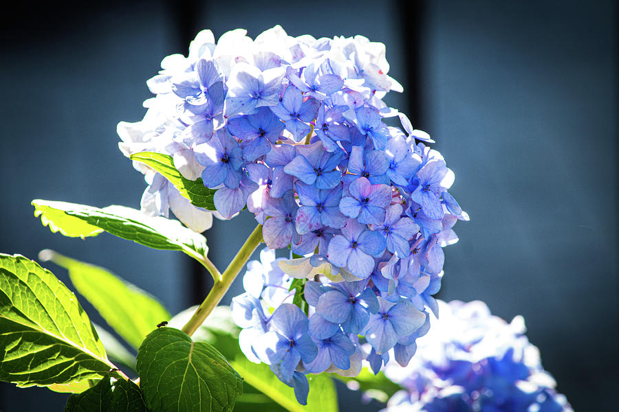 Blue Hydrangea Vignette Photograph by Mary Ann Artz