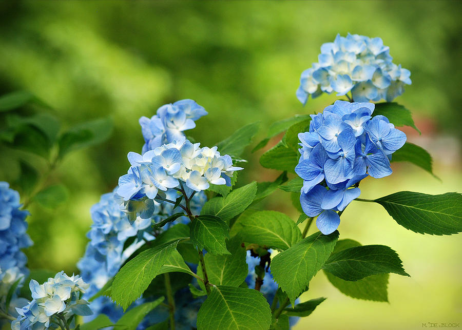 Blue Hydrangeas Photograph by Marilyn DeBlock - Fine Art America