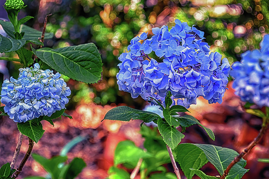 Blue Hydrangeas Photograph by Rebecca Carr