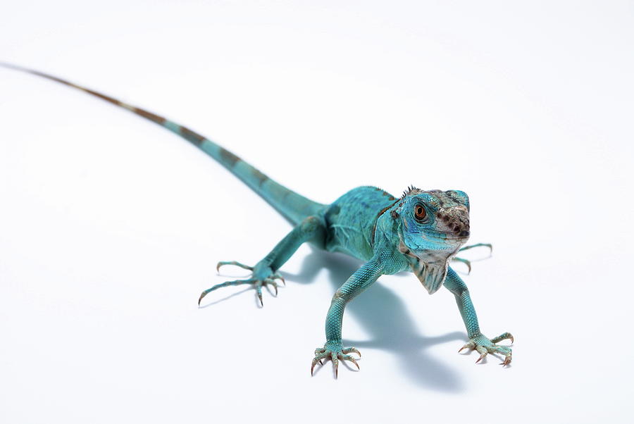 Blue Iguana Lizard Photograph by Nathan Abbott