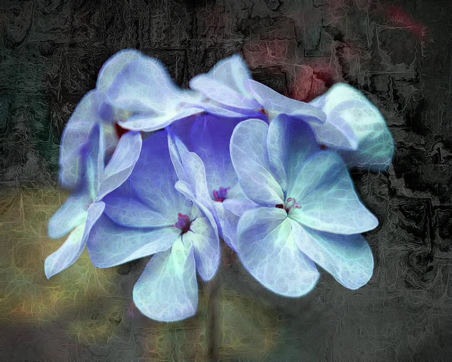 Blue Geranium Photograph by DonaRose
